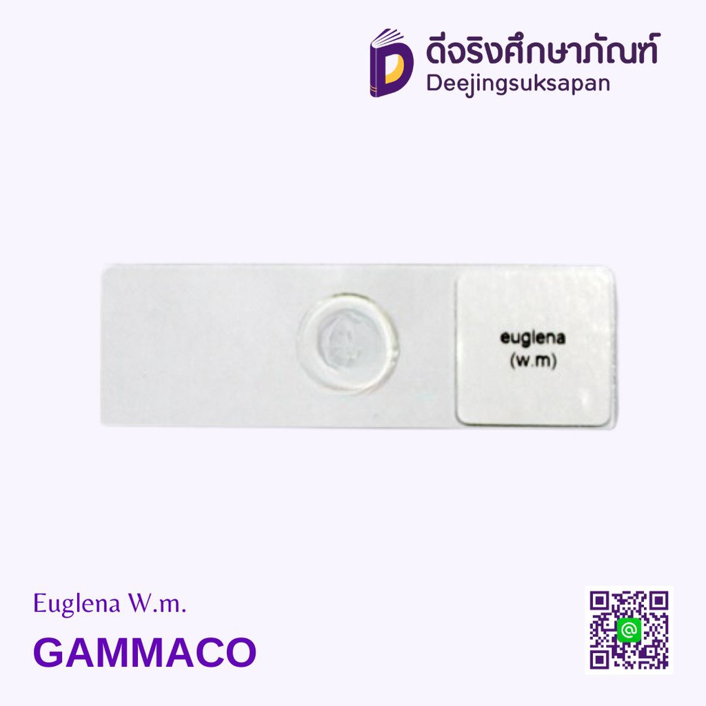 แผ่นสไลด์ถาวร  GAMMACO