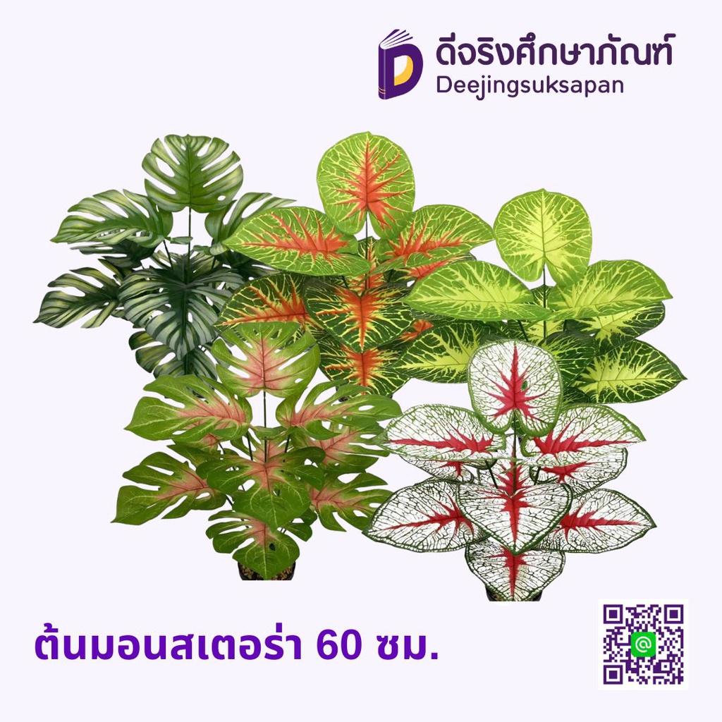 ต้นมอนสเตอร่า 60 ซม.