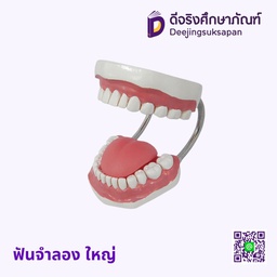 ฟันจำลอง ใหญ่